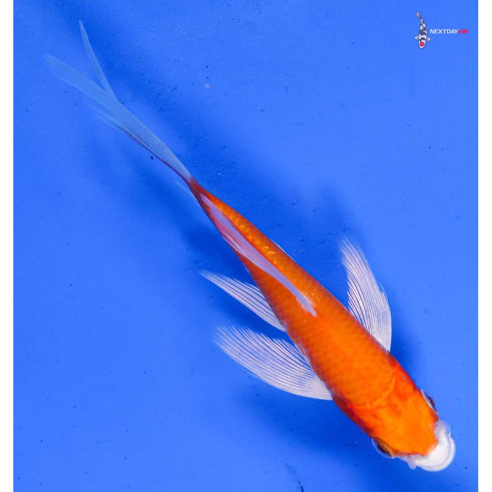 4.5” Imported Hariwake Butterfly Koi