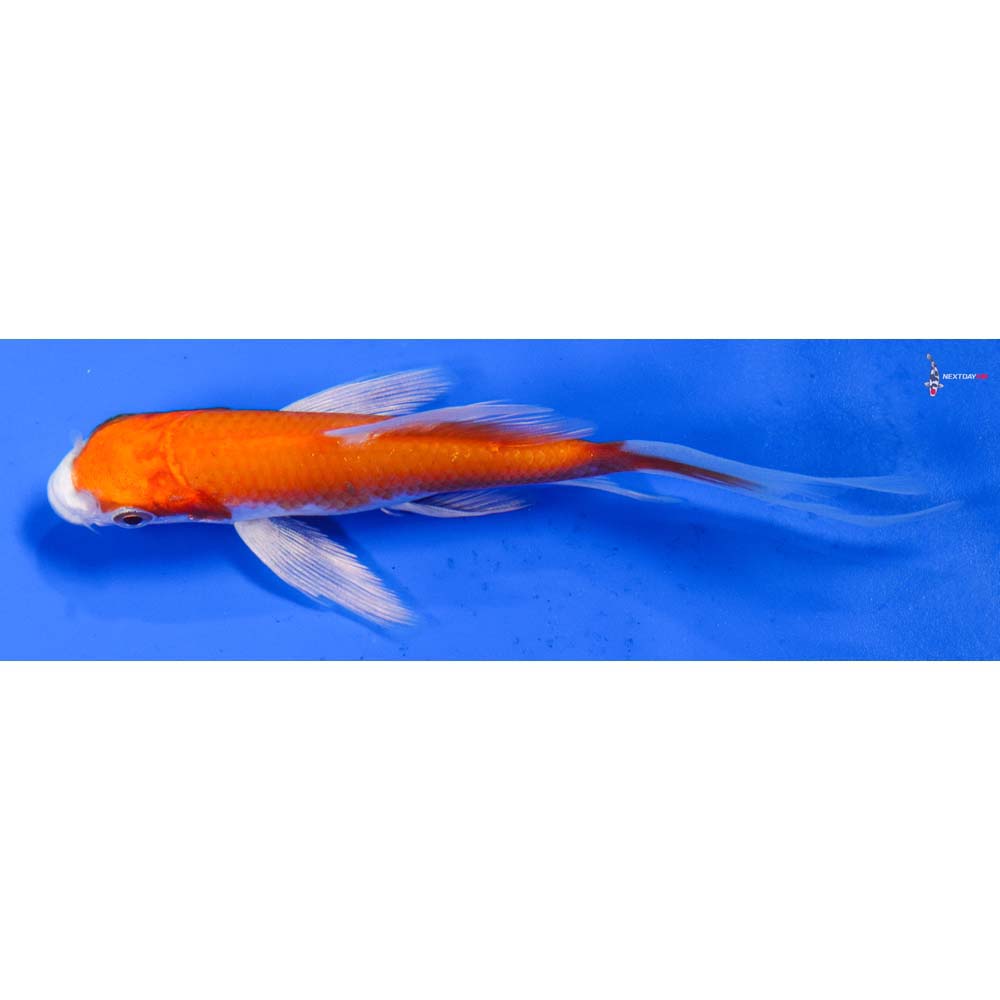 4.5” Imported Hariwake Butterfly Koi