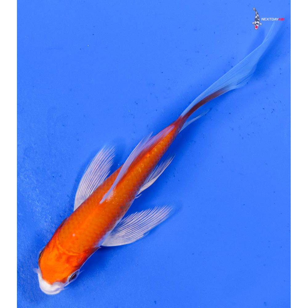 4.5” Imported Hariwake Butterfly Koi