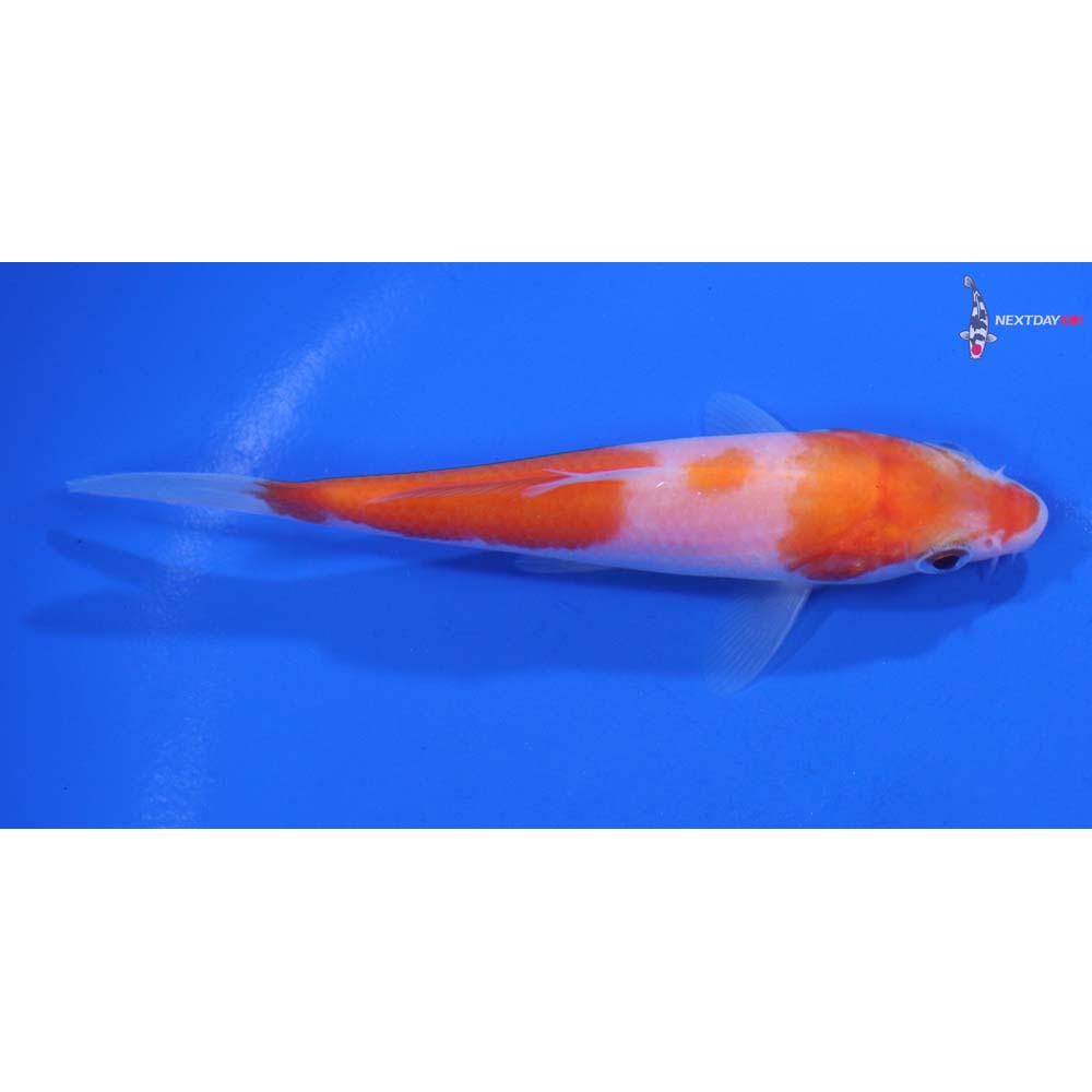 4” Imported Kohaku