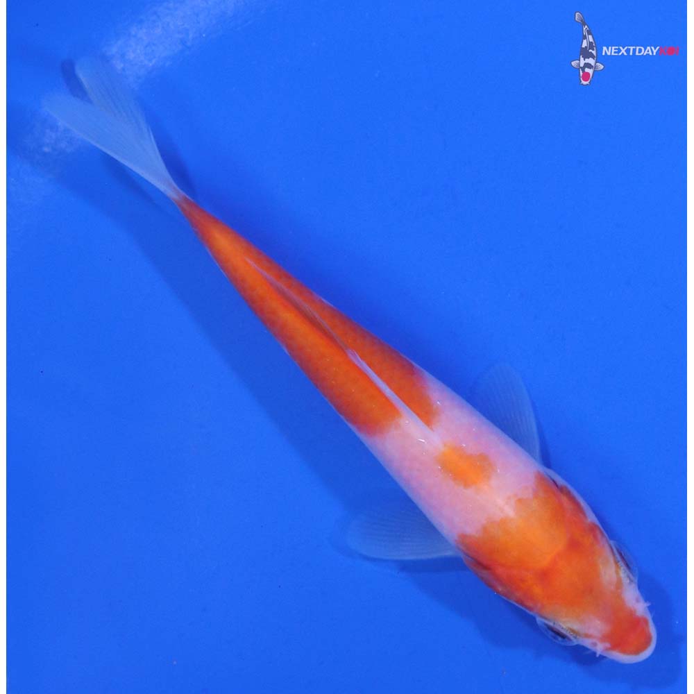 4” Imported Kohaku