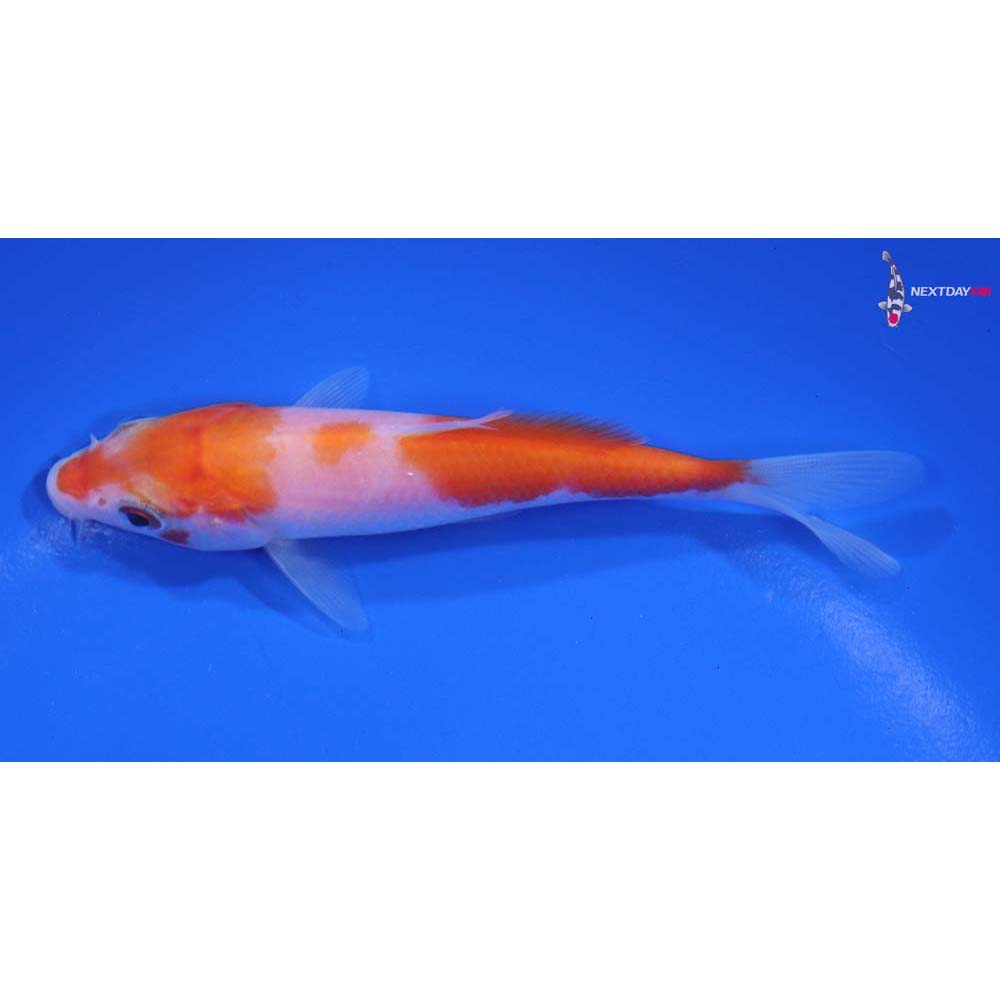 4” Imported Kohaku
