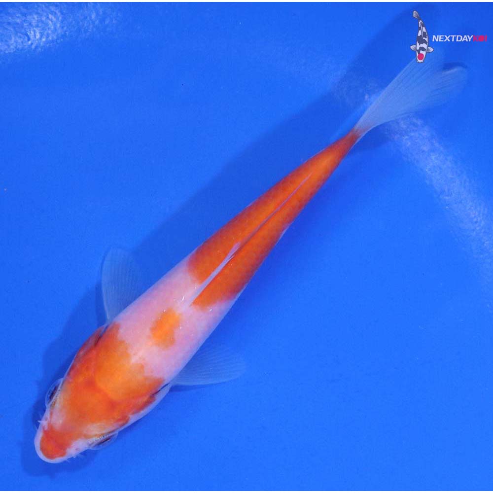 4” Imported Kohaku