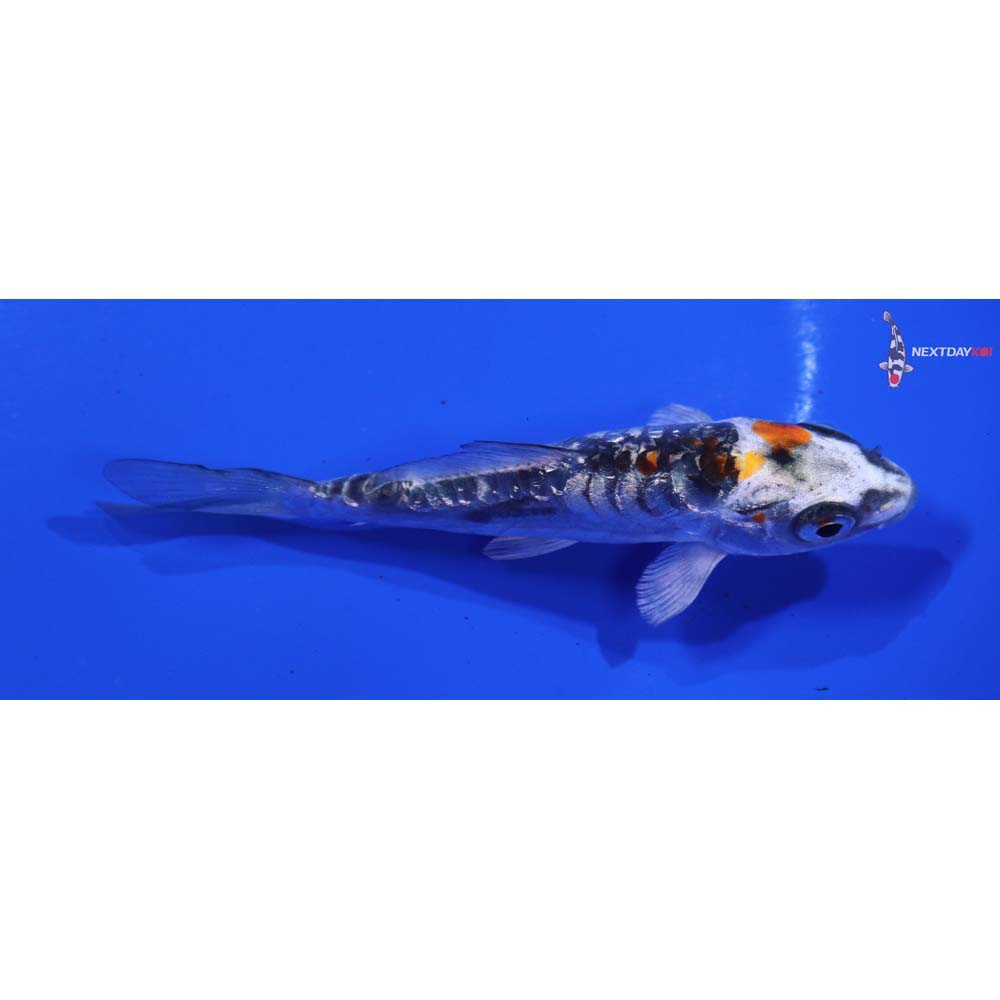 4” Imported Gin Rin Doitsu Kujaku