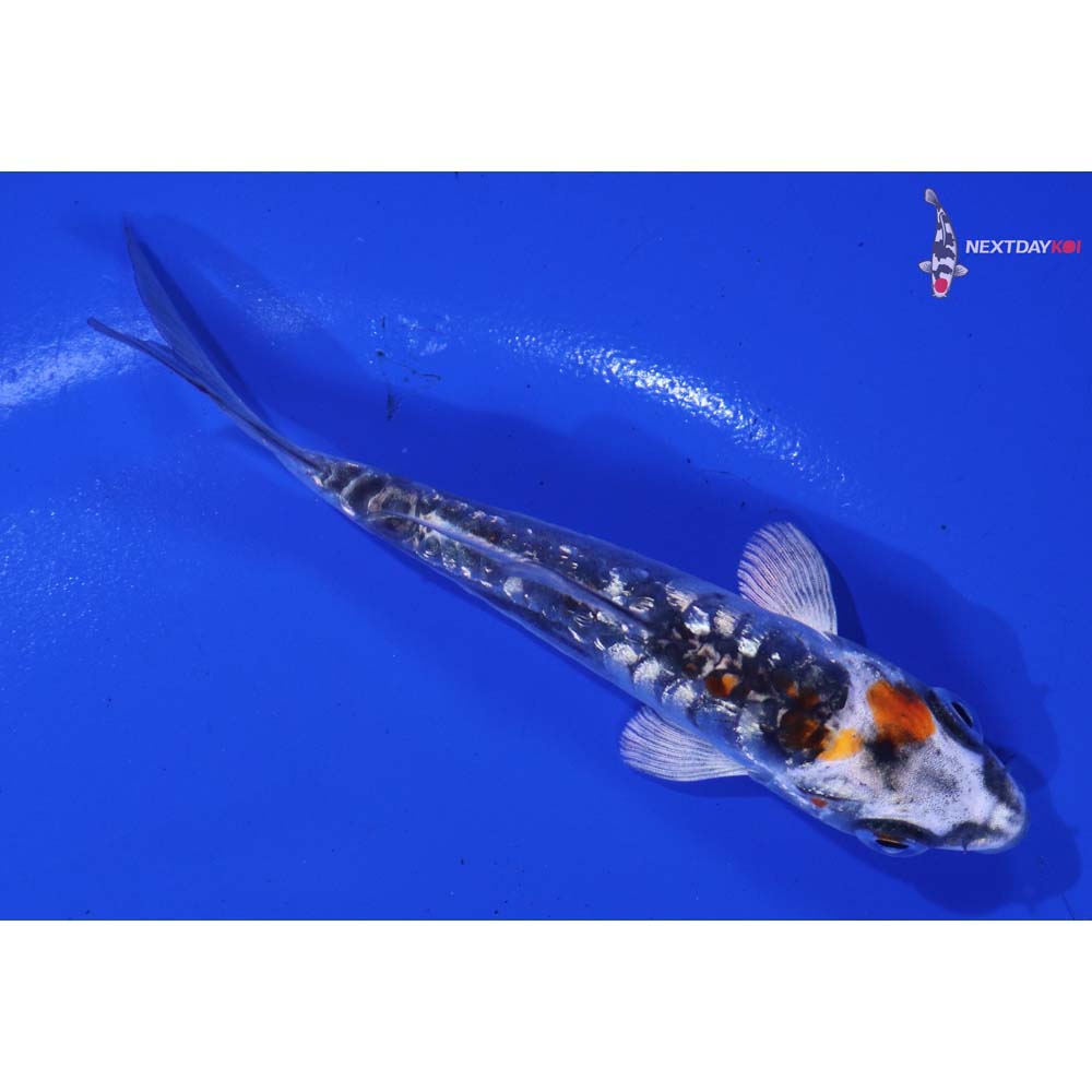 4” Imported Gin Rin Doitsu Kujaku