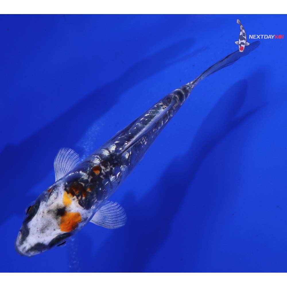 4” Imported Gin Rin Doitsu Kujaku