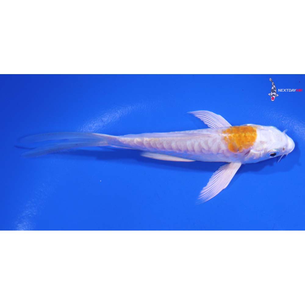 4.5” Imported Kikusui Butterfly Koi