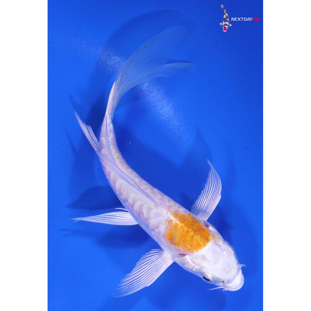 4.5” Imported Kikusui Butterfly Koi
