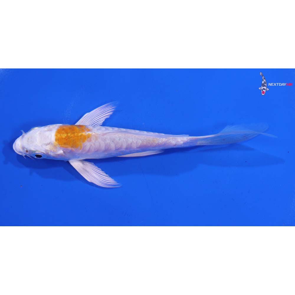 4.5” Imported Kikusui Butterfly Koi