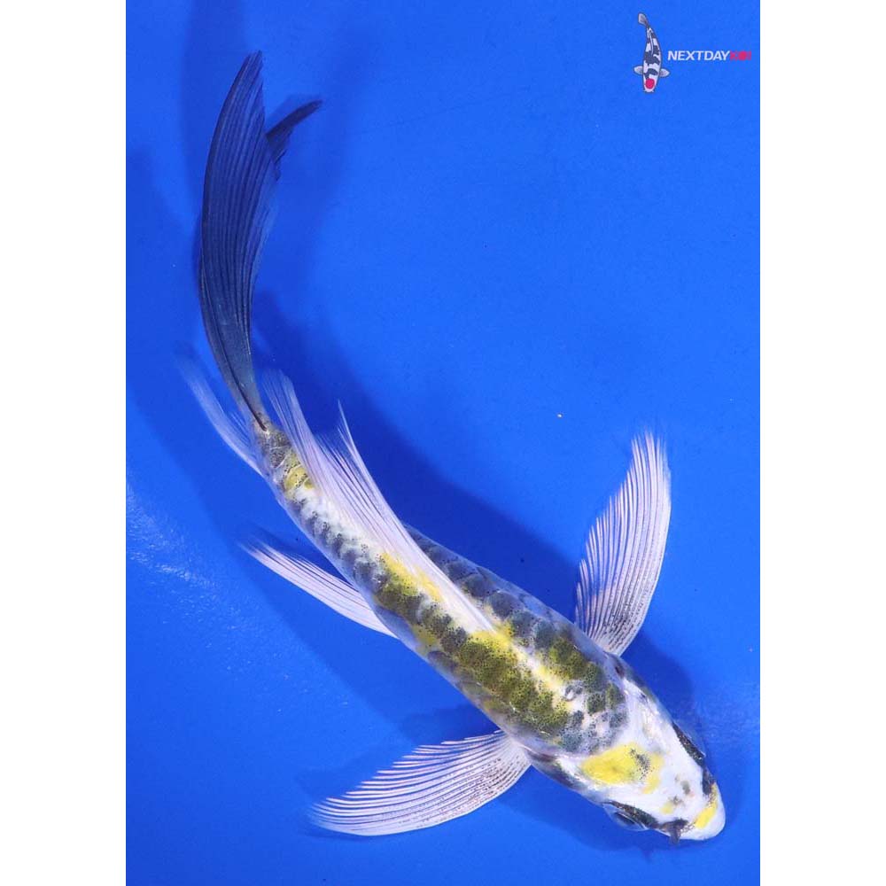 5” Imported Doitsu Kujaku Butterfly Koi