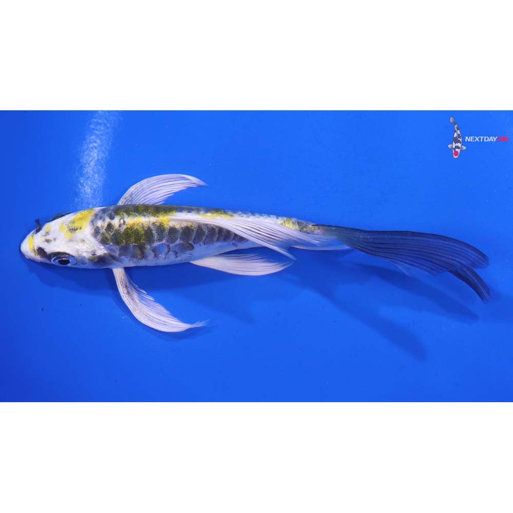 5” Imported Doitsu Kujaku Butterfly Koi