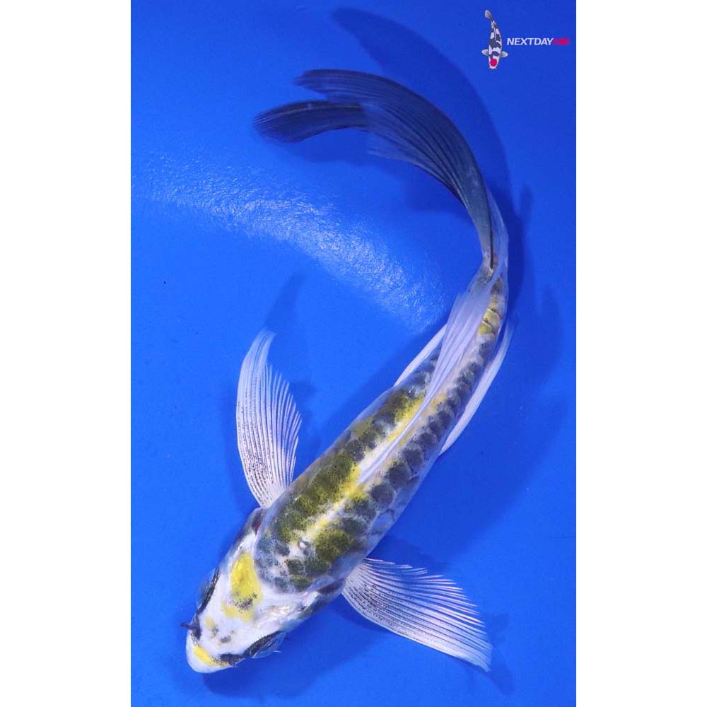 5” Imported Doitsu Kujaku Butterfly Koi