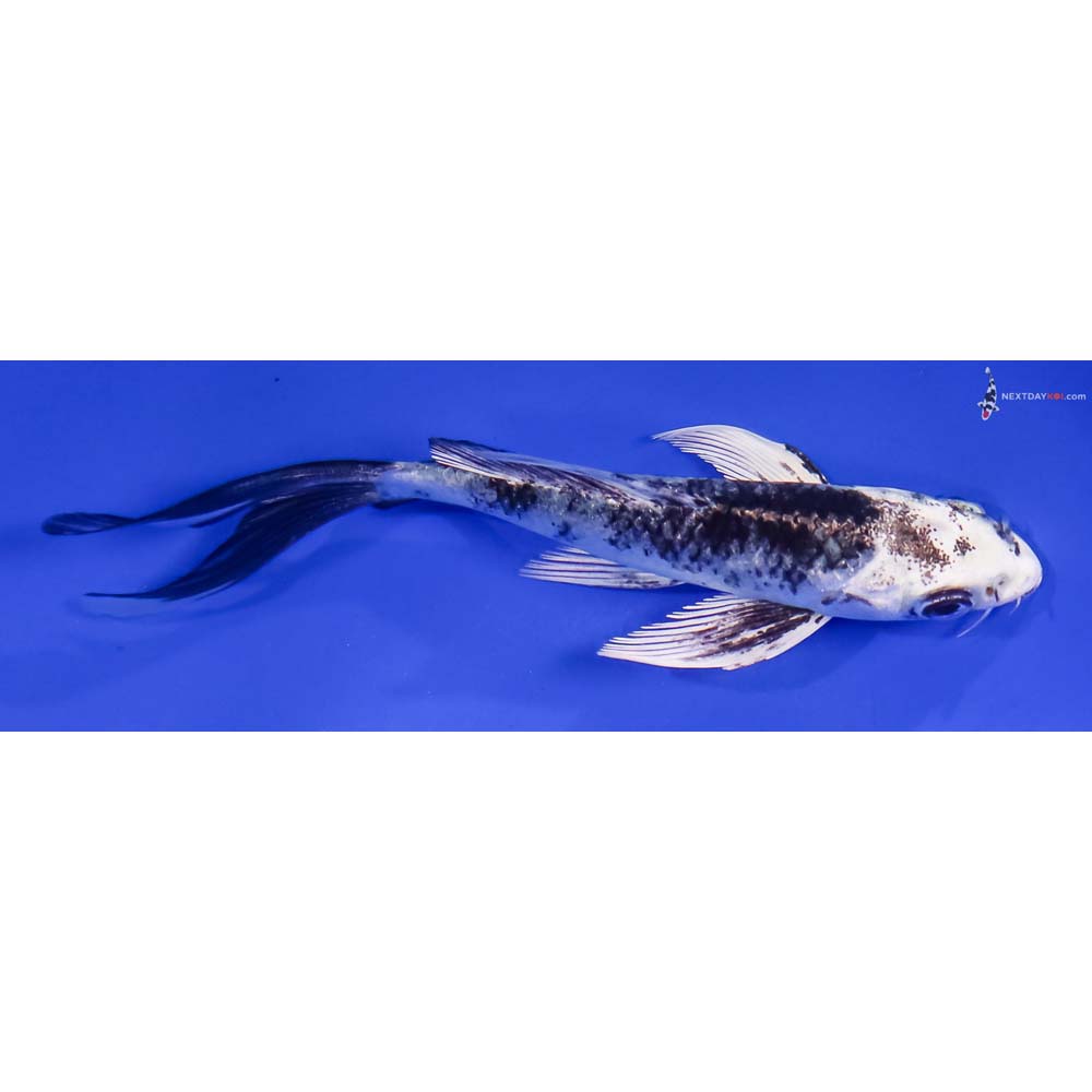 4.5” Imported Gin Shiro Utsuri Butterfly Koi