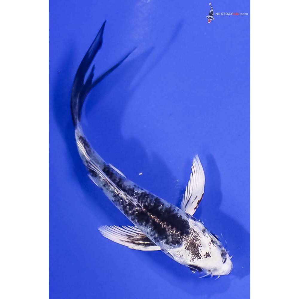 4.5” Imported Gin Shiro Utsuri Butterfly Koi