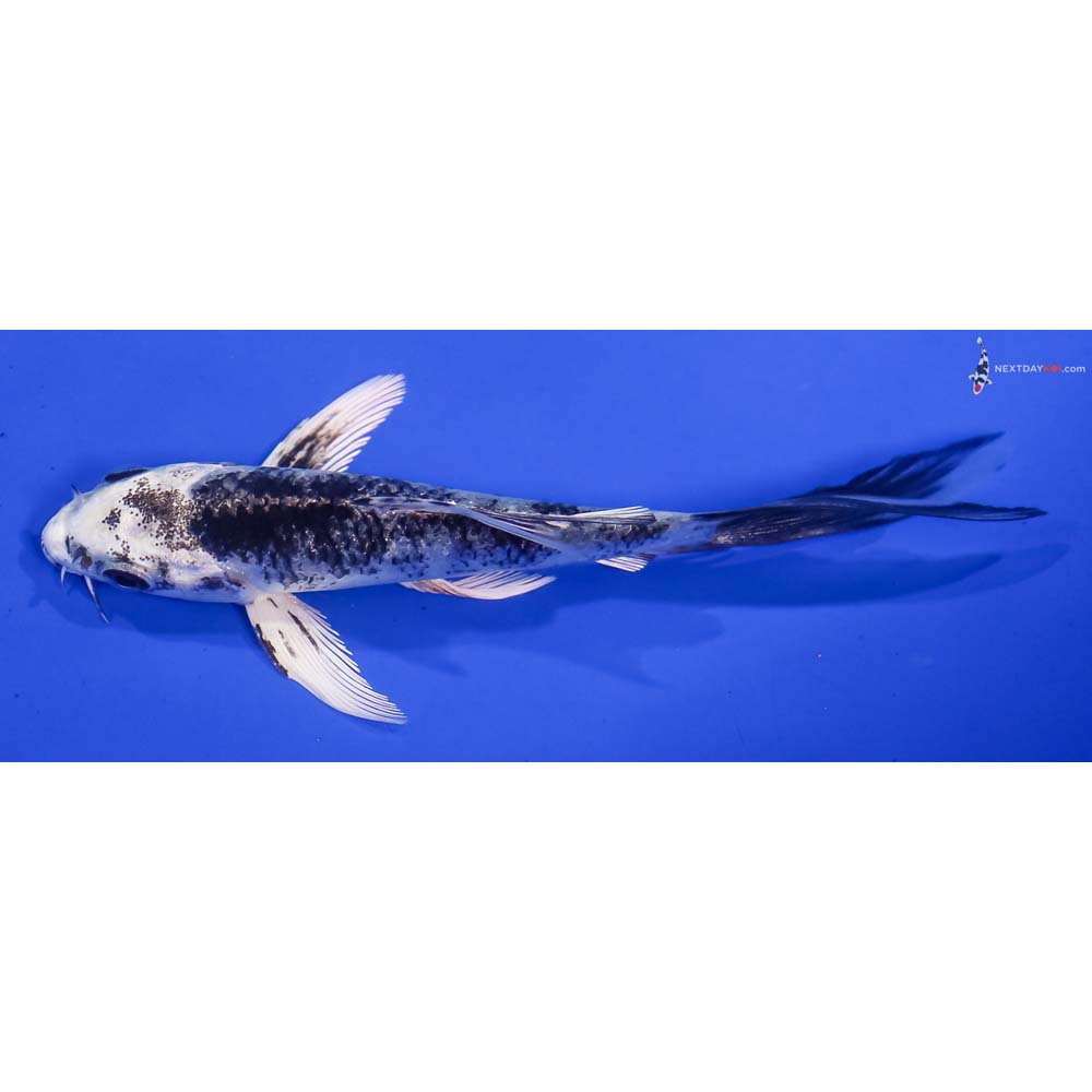 4.5” Imported Gin Shiro Utsuri Butterfly Koi