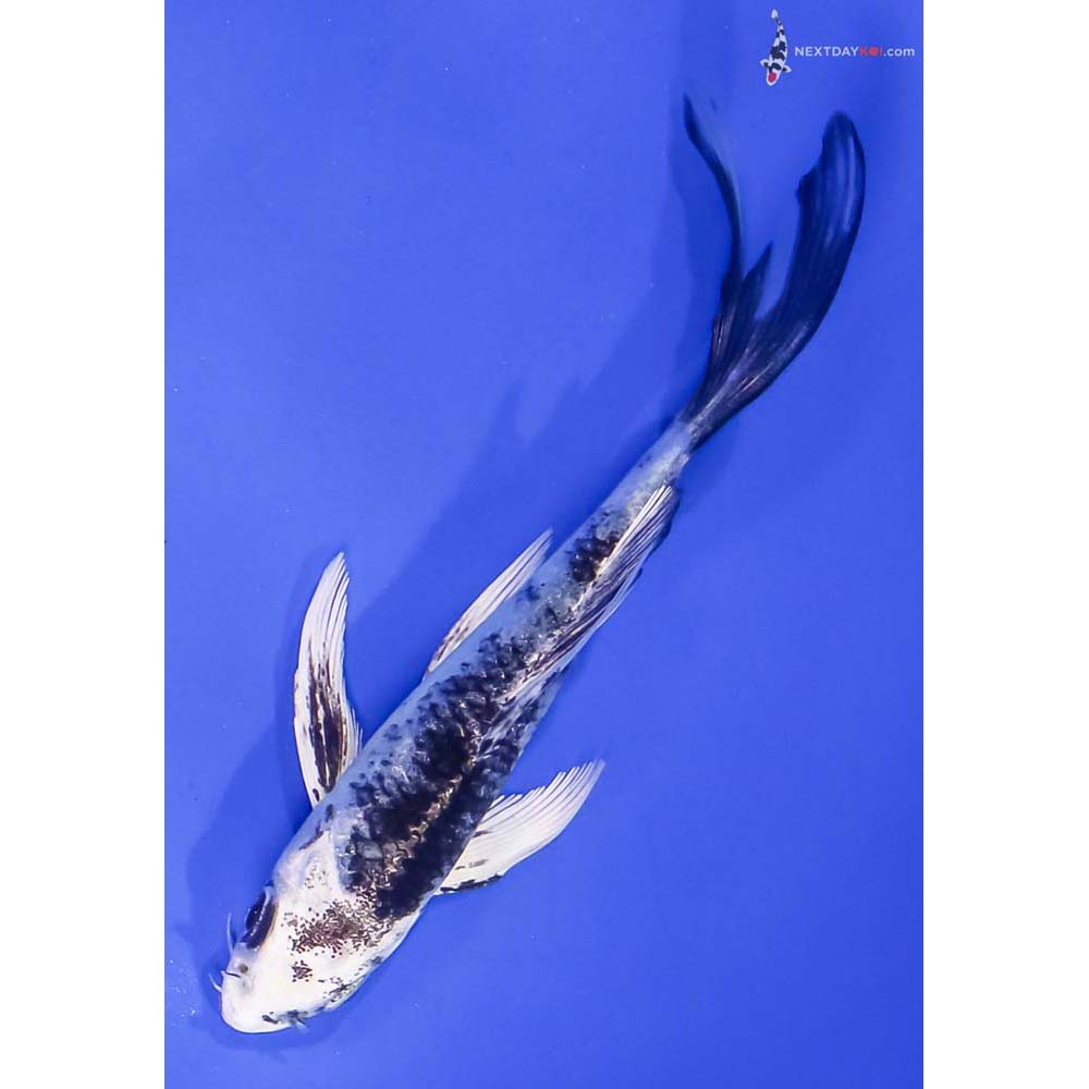4.5” Imported Gin Shiro Utsuri Butterfly Koi