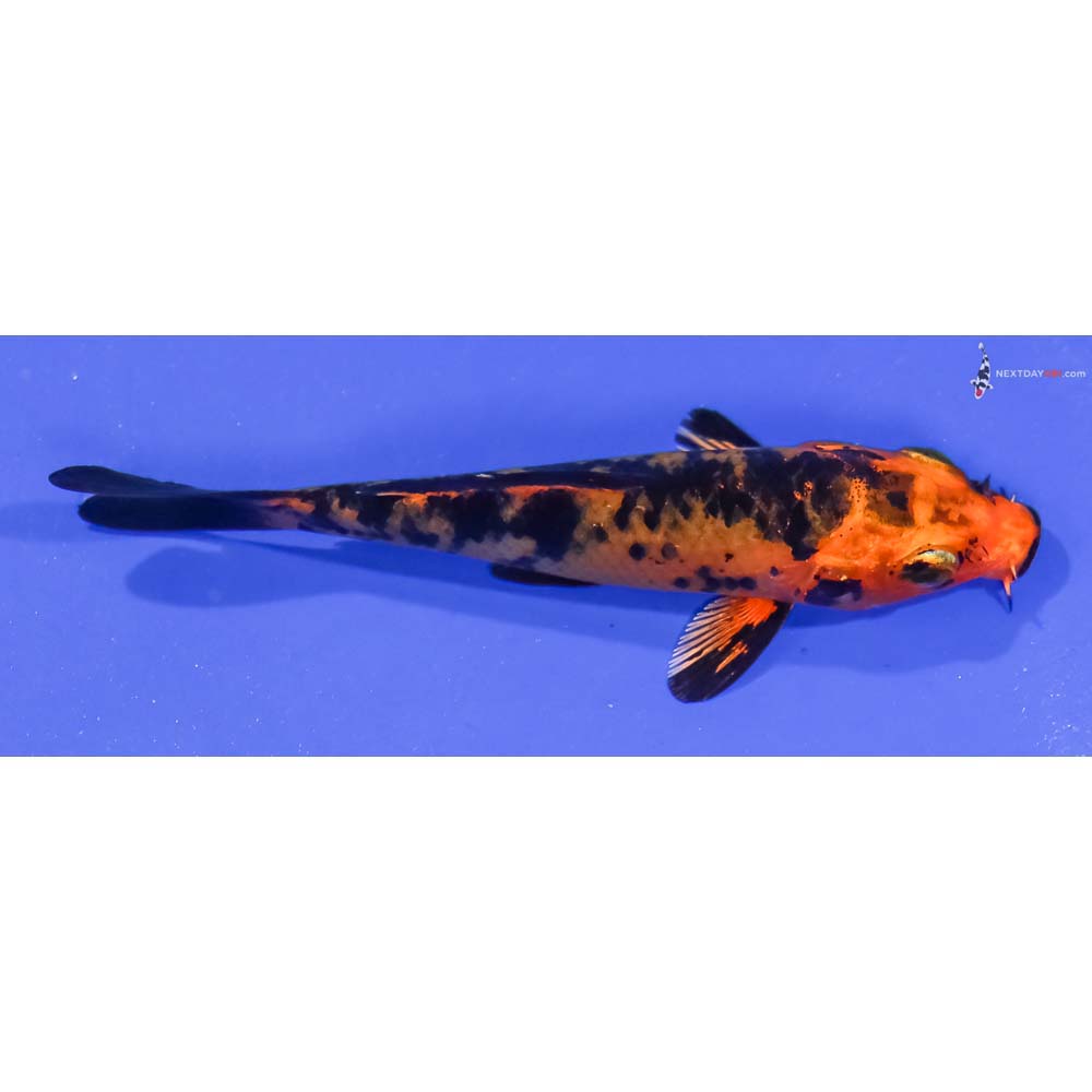 3.5” Imported Kin Aka Bekko