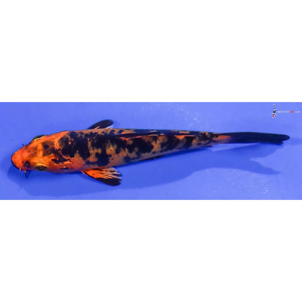 3.5” Imported Kin Aka Bekko
