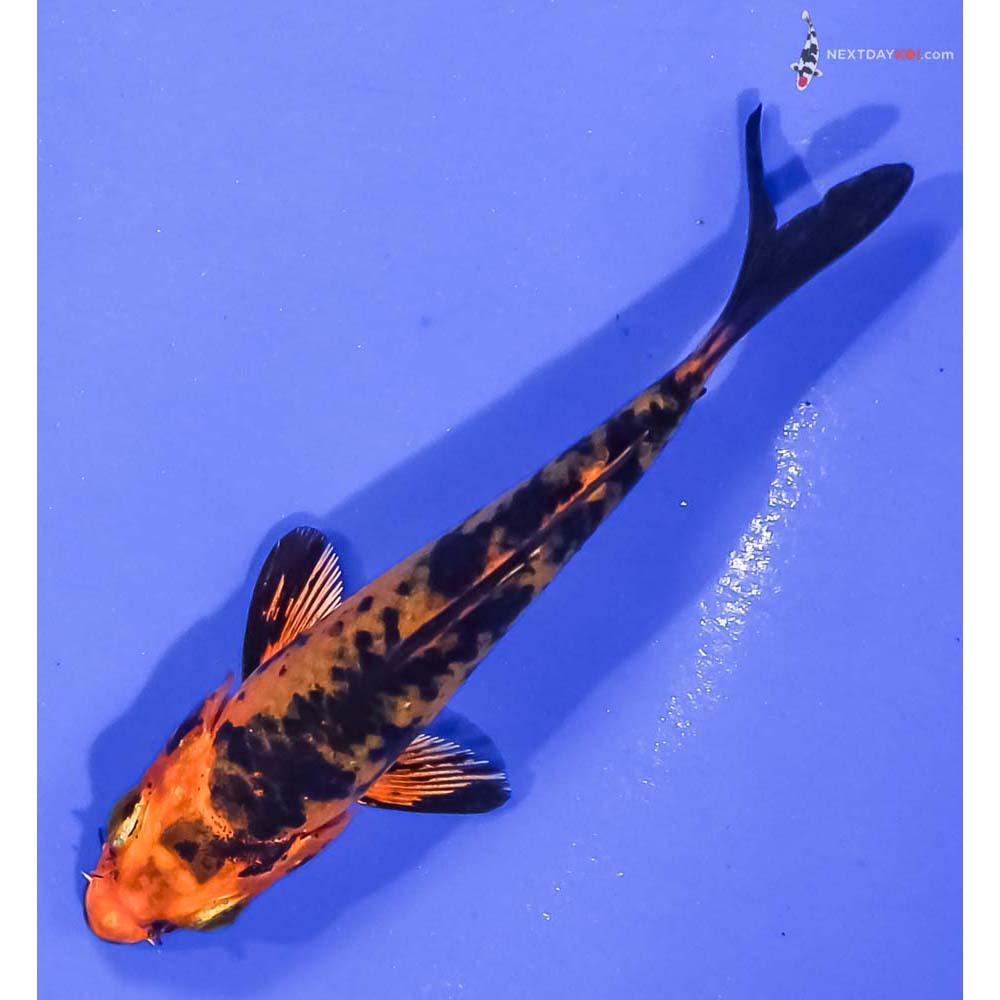 3.5” Imported Kin Aka Bekko