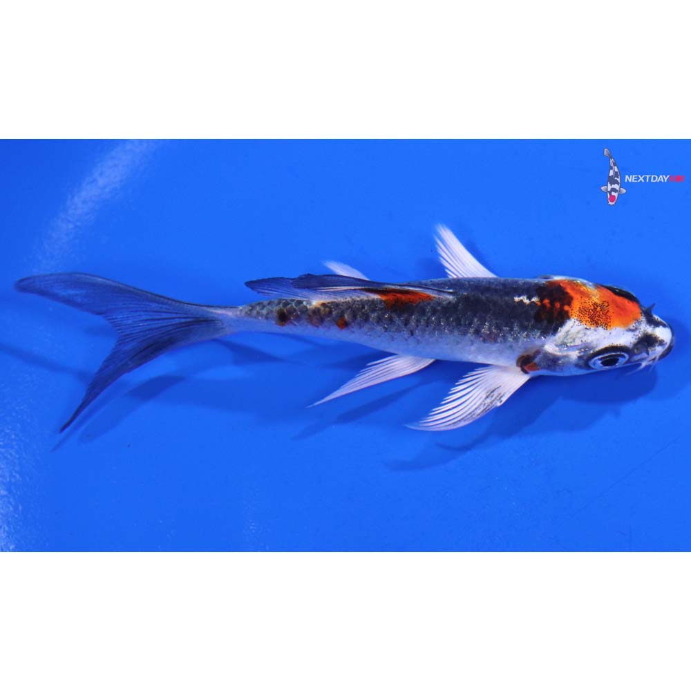 3.5” Imported Kujaku Butterfly Koi