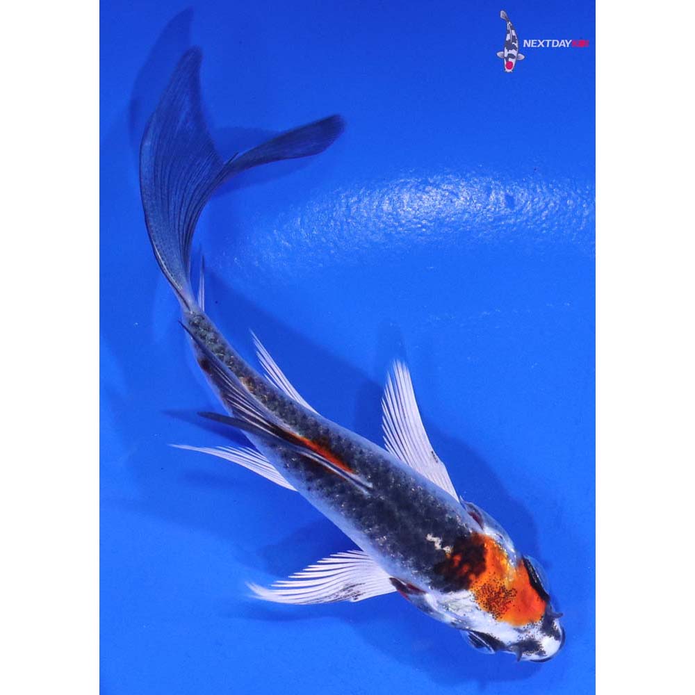 3.5” Imported Kujaku Butterfly Koi