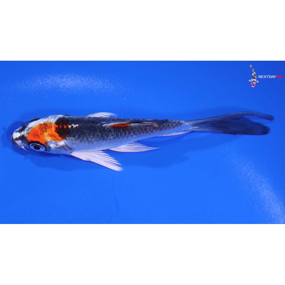 3.5” Imported Kujaku Butterfly Koi