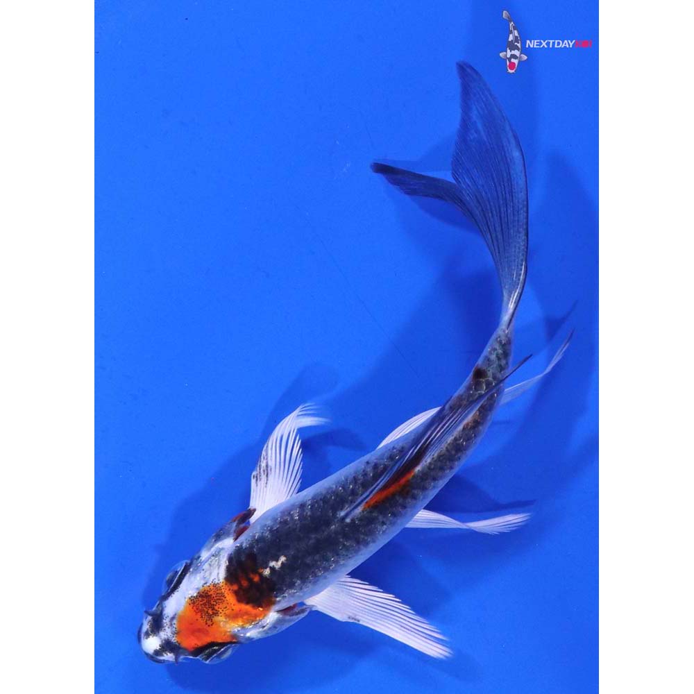 3.5” Imported Kujaku Butterfly Koi