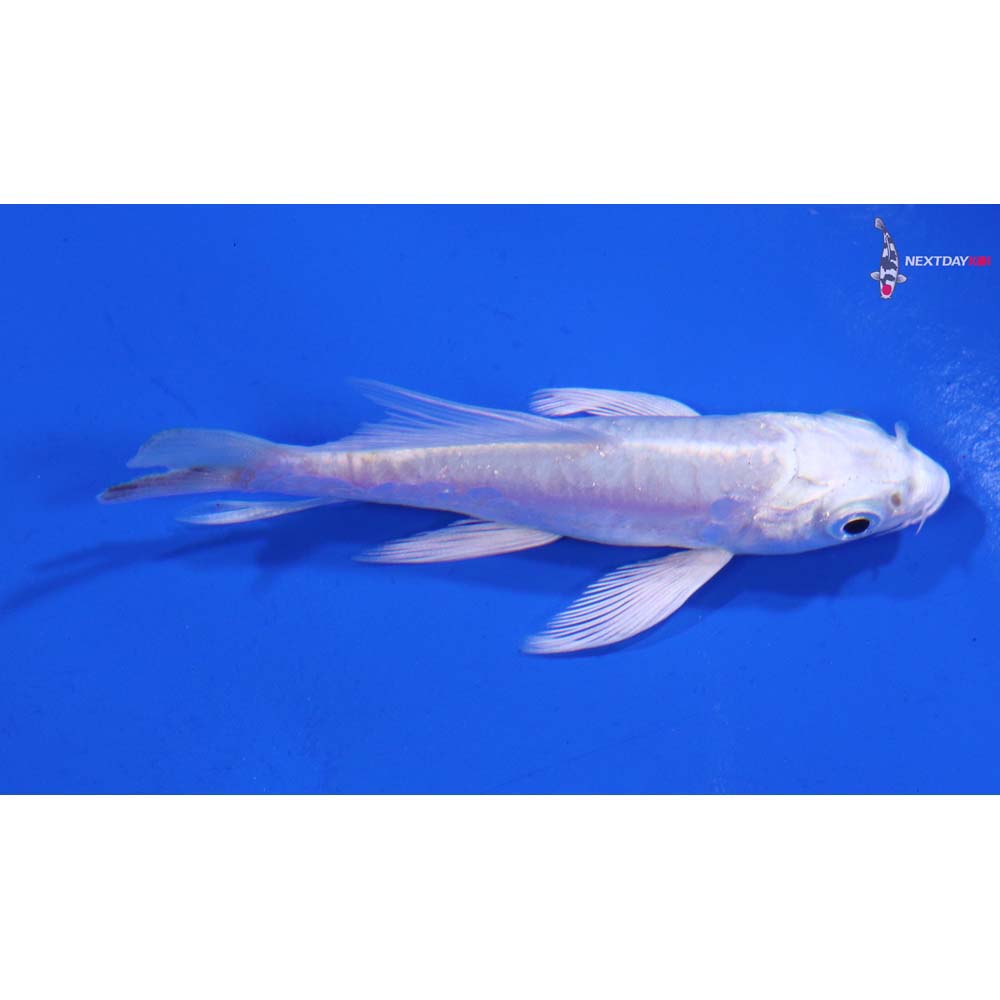 3” Imported Doitsu Platinum Ogon Butterfly Koi