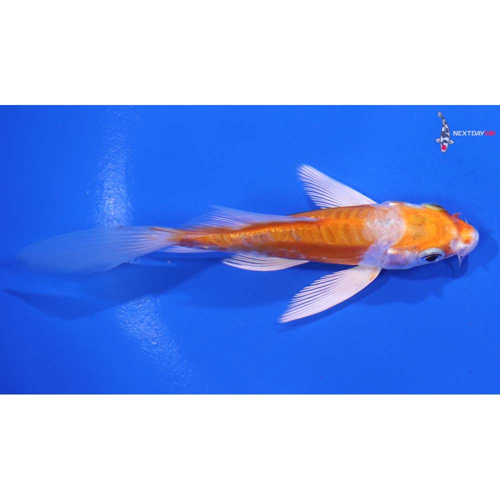 4” Imported Kikusui Butterfly Koi