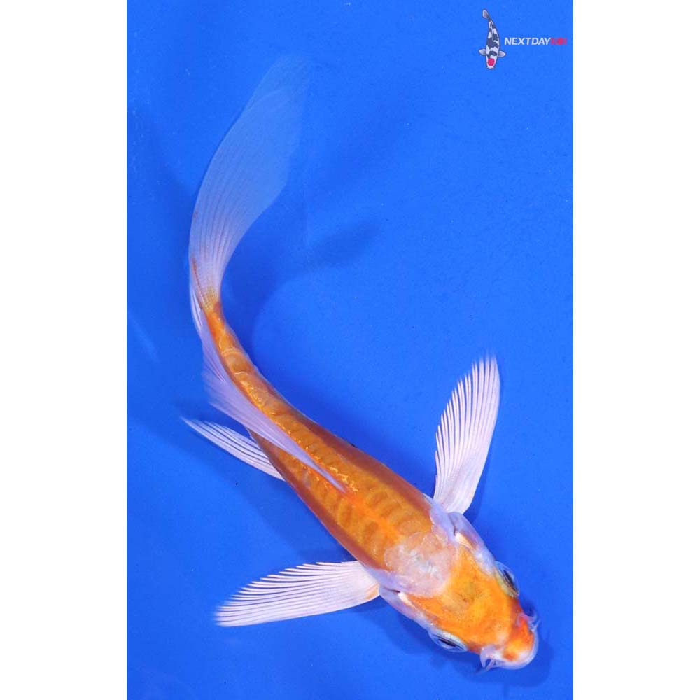 4” Imported Kikusui Butterfly Koi