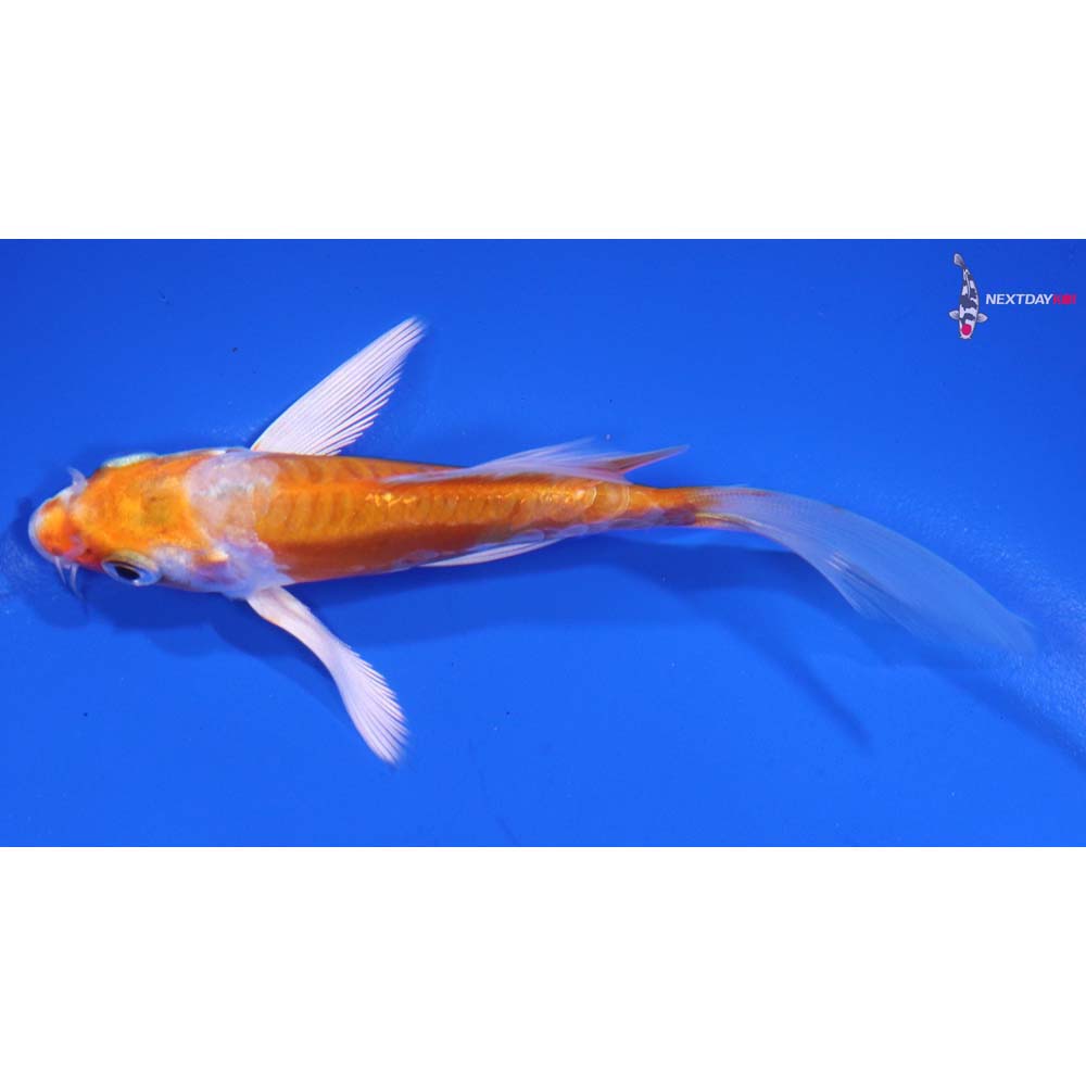 4” Imported Kikusui Butterfly Koi