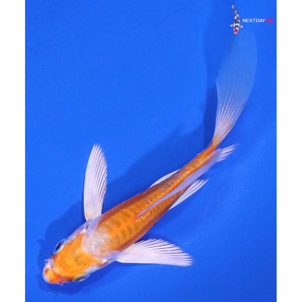 4” Imported Kikusui Butterfly Koi