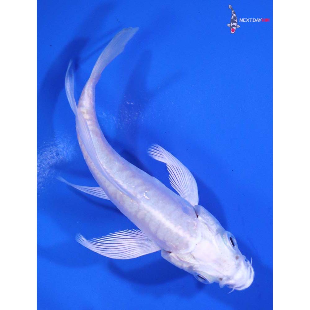3” Imported Doitsu Platinum Ogon Butterfly Koi