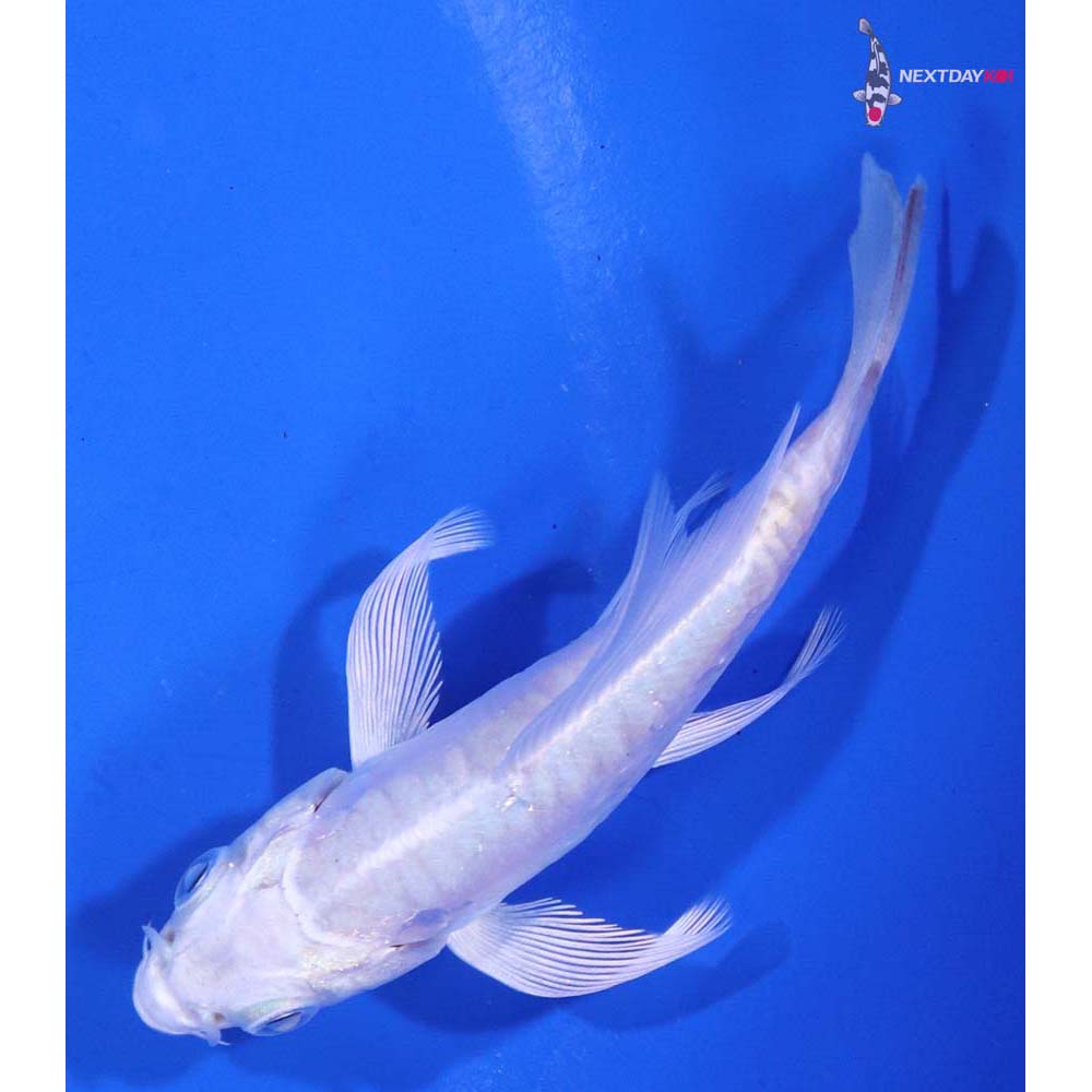 3” Imported Doitsu Platinum Ogon Butterfly Koi