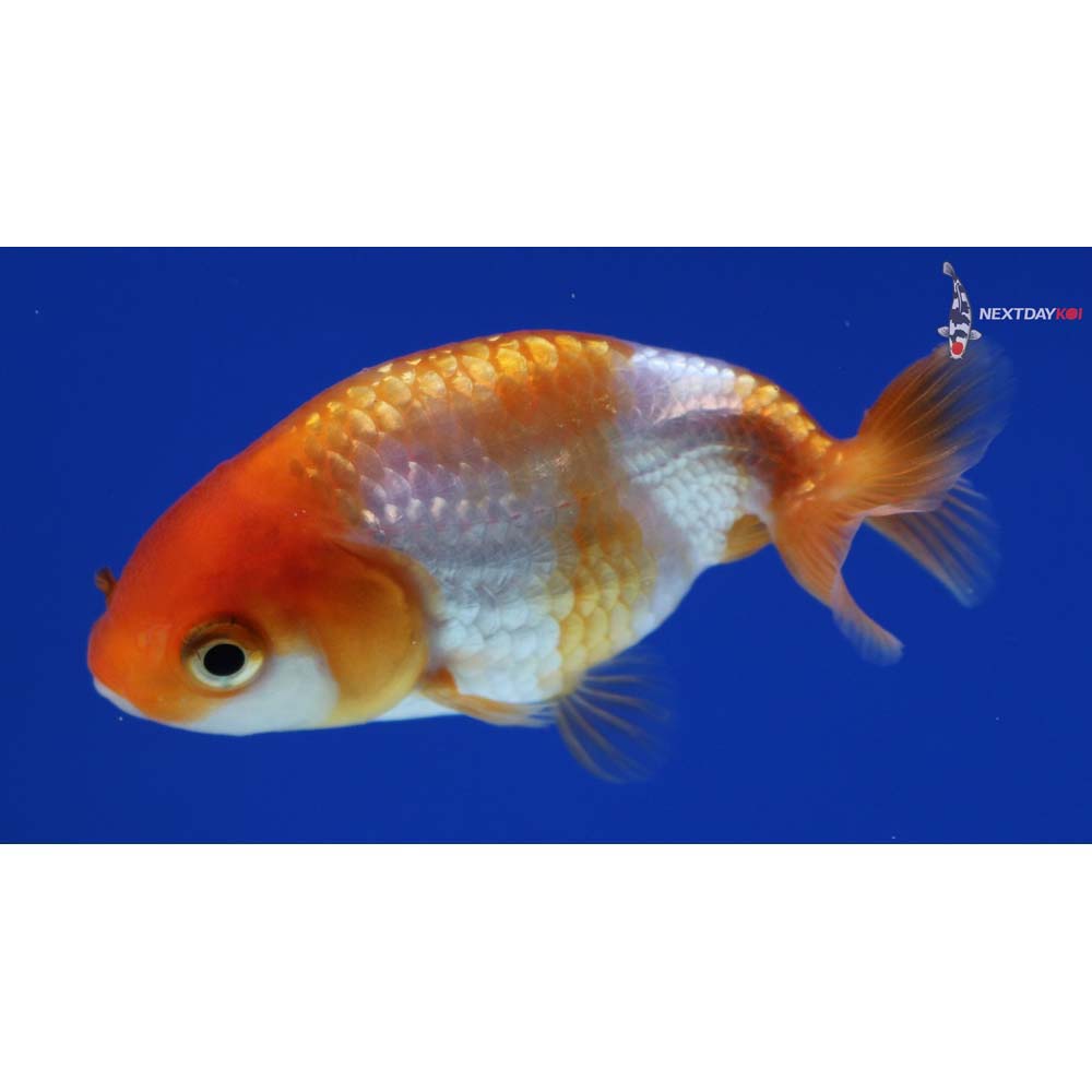 2.5” Imported Red and White Ranchu