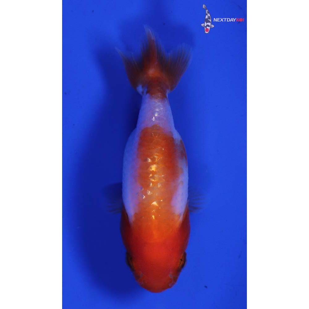 2.5” Imported Red and White Ranchu