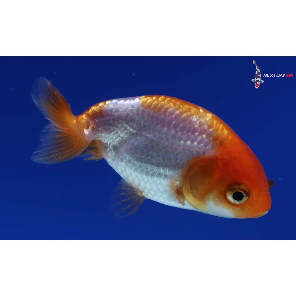 2.5” Imported Red and White Ranchu
