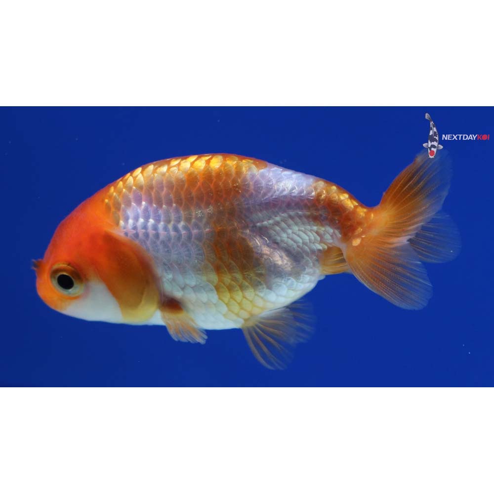 2.5” Imported Red and White Ranchu