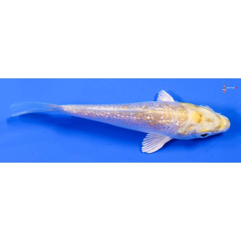 3.5” Imported Gin Rin Lemon Hariwake