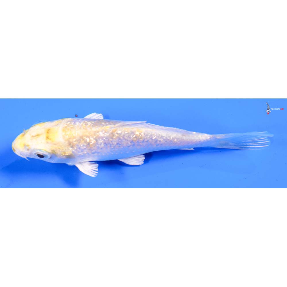 3.5” Imported Gin Rin Lemon Hariwake