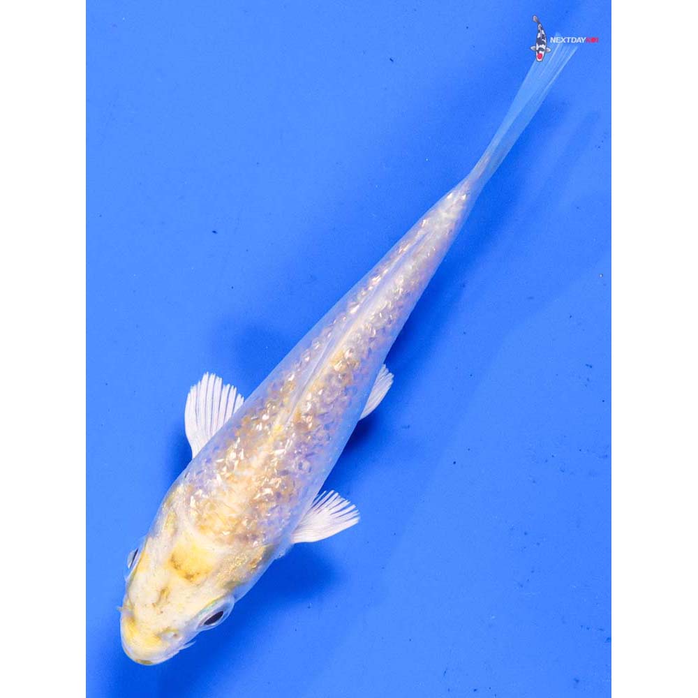 3.5” Imported Gin Rin Lemon Hariwake