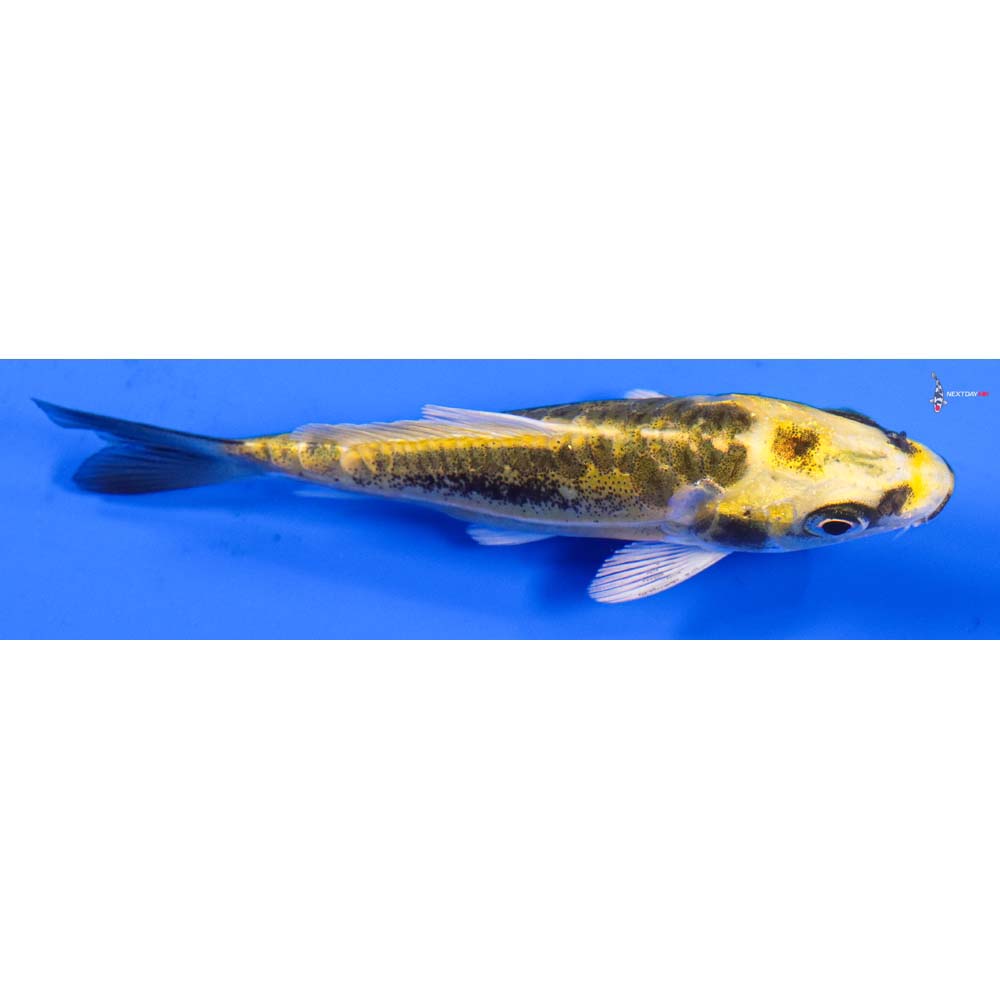 3.5” Imported Kin Kikokuryu