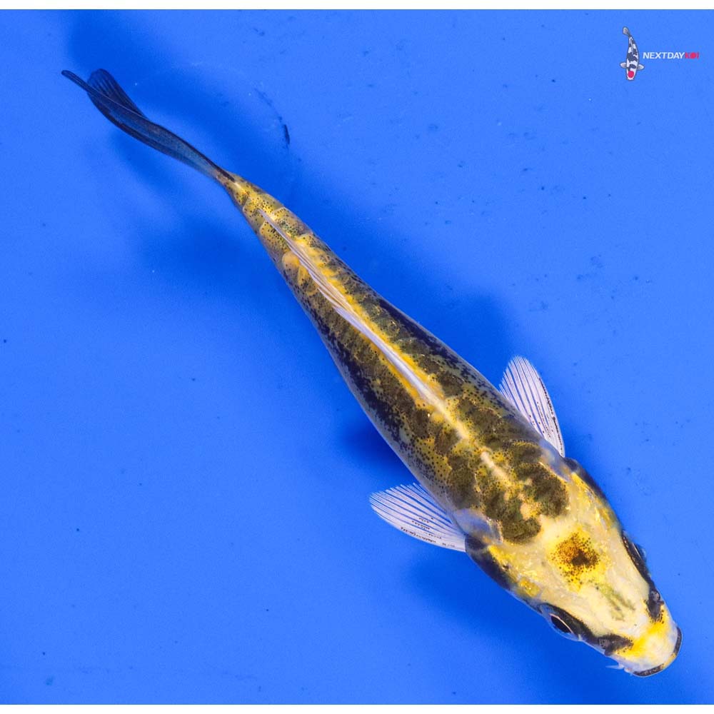 3.5” Imported Kin Kikokuryu