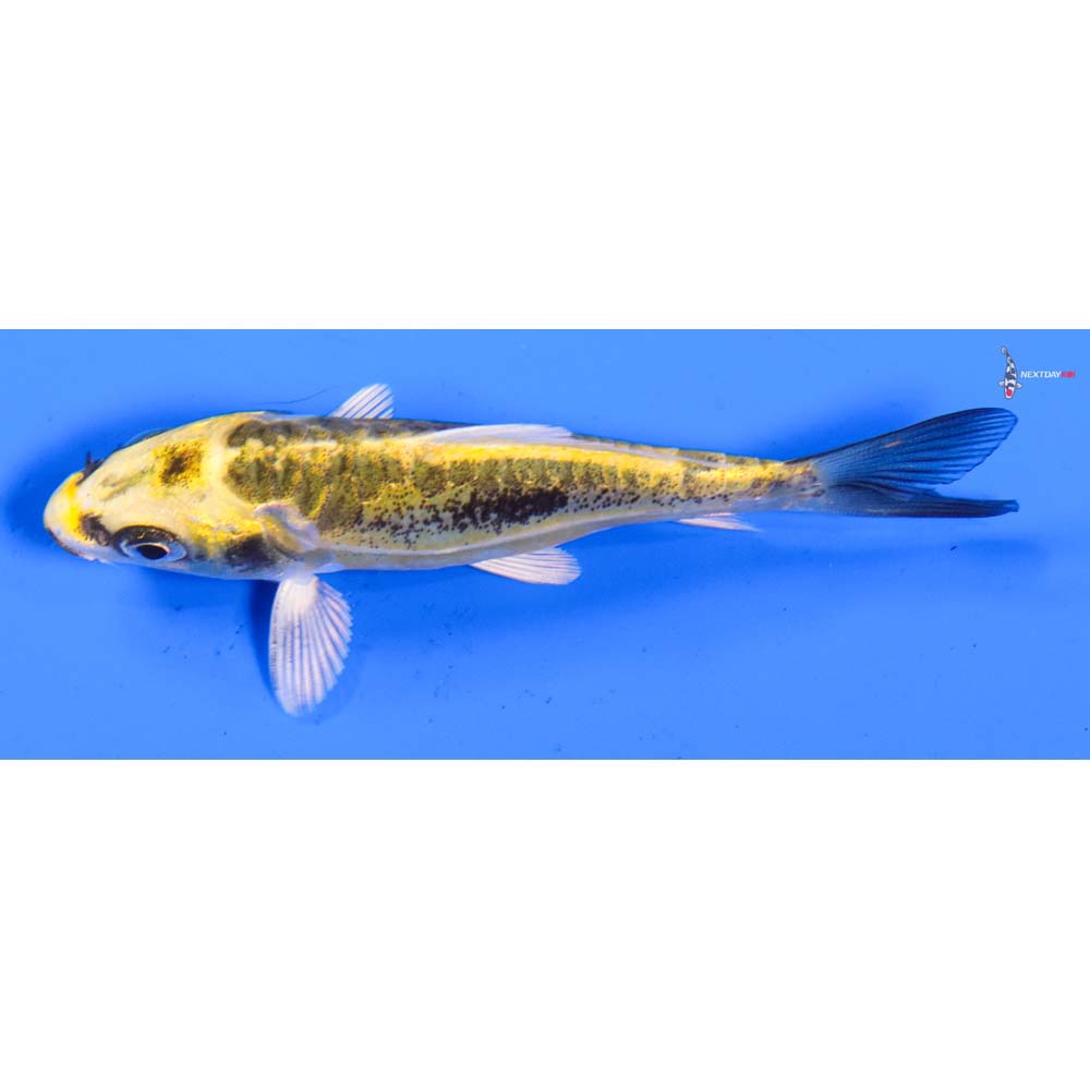 3.5” Imported Kin Kikokuryu