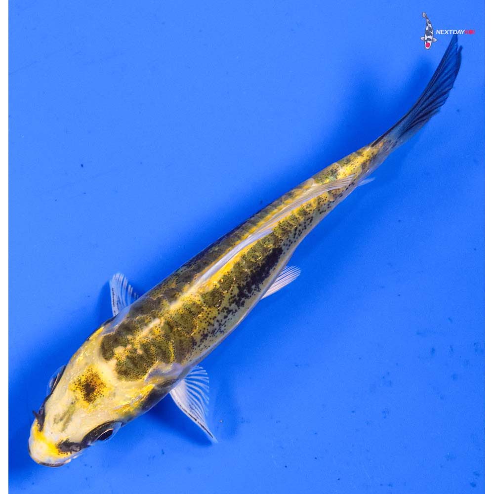 3.5” Imported Kin Kikokuryu