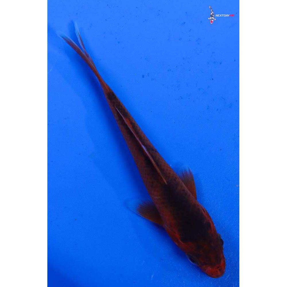 3.5” Imported Asagi