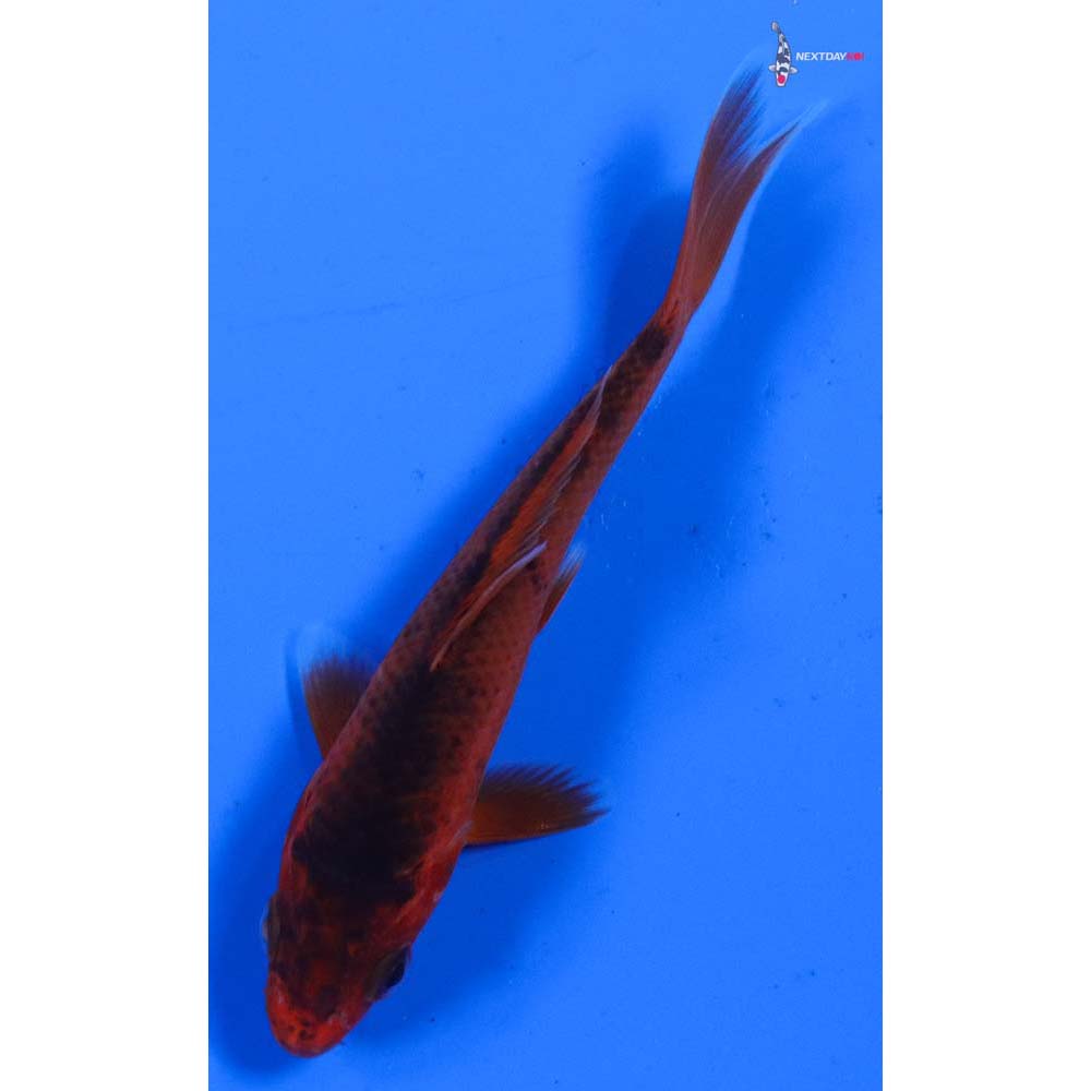 3.5” Imported Asagi