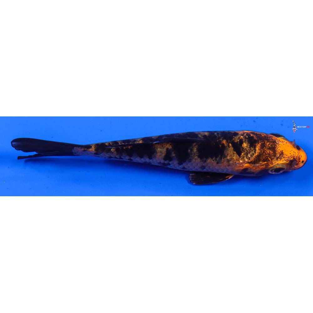 4” Imported Kin Aka Bekko