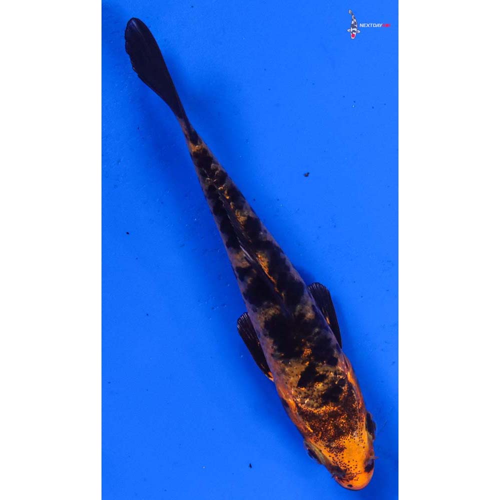 4” Imported Kin Aka Bekko