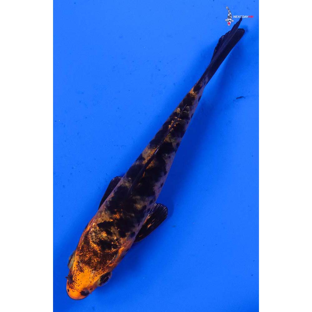 4” Imported Kin Aka Bekko